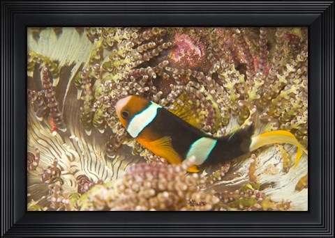 Framed Clark&#39;s Anemonefish, Philippines Print