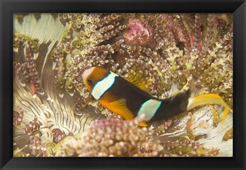 Framed Clark&#39;s Anemonefish, Philippines Print