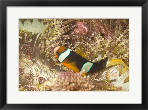 Framed Clark&#39;s Anemonefish, Philippines Print