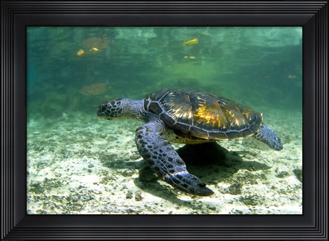 Framed Green Sea Turtle Savai&#39;i Island, Western Samoa Print