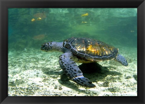 Framed Green Sea Turtle Savai&#39;i Island, Western Samoa Print