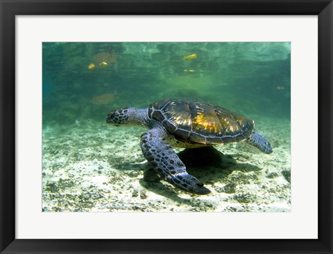 Framed Green Sea Turtle Savai&#39;i Island, Western Samoa Print