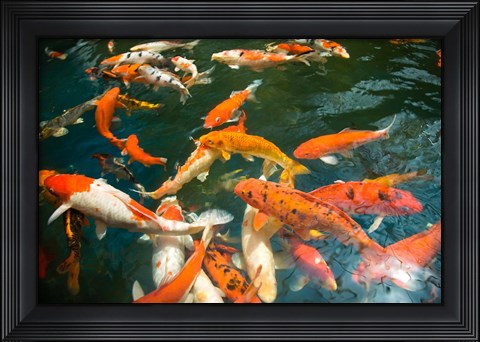 Framed Ornament Koi or Common Carp, Shopping Mall Pond, Malacca, Historic Melaka, Malaysia Peninsula, Malaysia, SE Asia Print