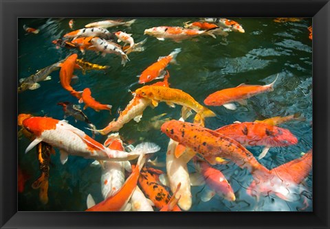 Framed Ornament Koi or Common Carp, Shopping Mall Pond, Malacca, Historic Melaka, Malaysia Peninsula, Malaysia, SE Asia Print