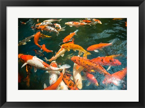 Framed Ornament Koi or Common Carp, Shopping Mall Pond, Malacca, Historic Melaka, Malaysia Peninsula, Malaysia, SE Asia Print