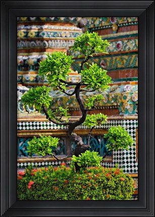 Framed Bonsai tree in front of chedi, Wat Pho, Bangkok, Thailand Print