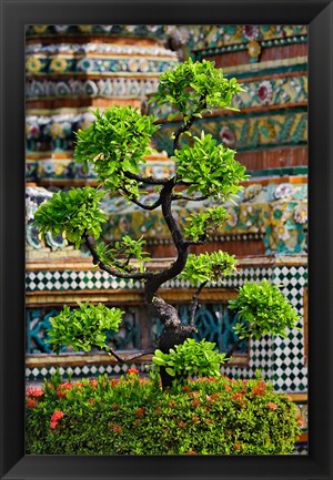 Framed Bonsai tree in front of chedi, Wat Pho, Bangkok, Thailand Print