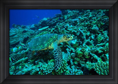 Framed Sea tutle, Southern Maldives, Indian Ocean Print