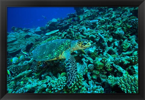 Framed Sea tutle, Southern Maldives, Indian Ocean Print