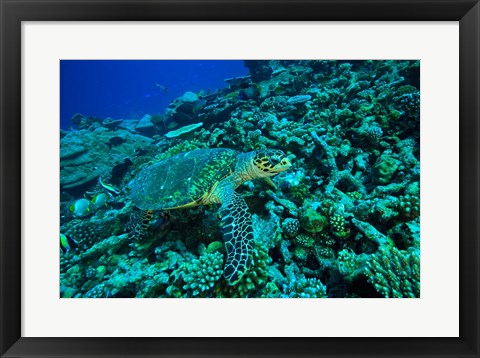 Framed Sea tutle, Southern Maldives, Indian Ocean Print