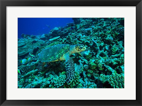 Framed Sea tutle, Southern Maldives, Indian Ocean Print