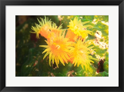 Framed School of fish, Southern Maldives, Indian Ocean Print