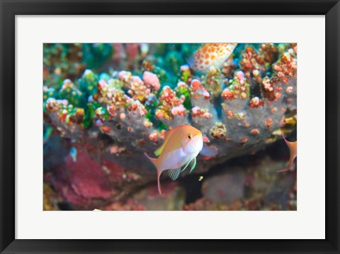 Framed North Huvadhoo Atoll, Southern Maldives, Indian Ocean Print