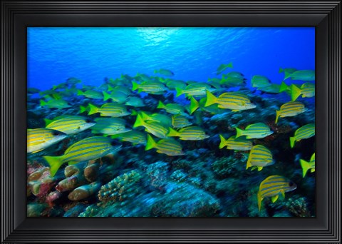 Framed Schooling Bluestripped Snappers, North Huvadhoo Atoll, Southern Maldives, Indian Ocean Print