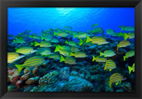Framed Schooling Bluestripped Snappers, North Huvadhoo Atoll, Southern Maldives, Indian Ocean Print
