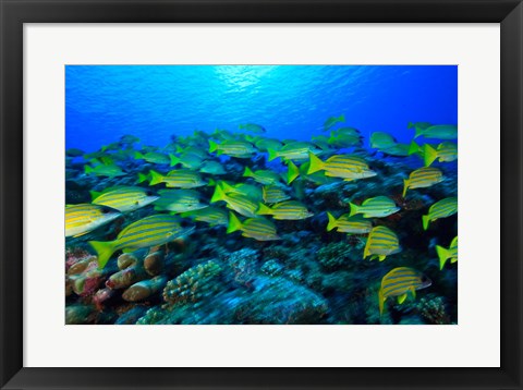 Framed Schooling Bluestripped Snappers, North Huvadhoo Atoll, Southern Maldives, Indian Ocean Print