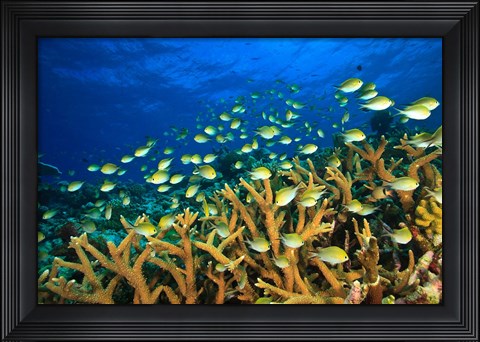 Framed Schooling Damselfish, North Huvadhoo Atoll, Southern Maldives, Indian Ocean Print