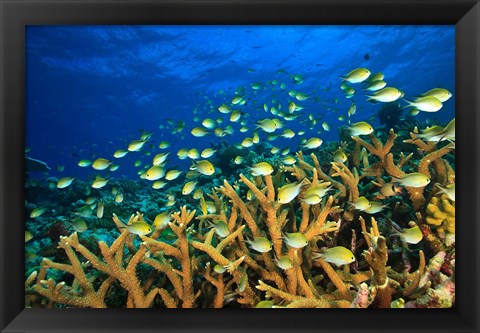 Framed Schooling Damselfish, North Huvadhoo Atoll, Southern Maldives, Indian Ocean Print