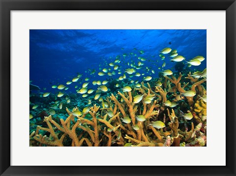 Framed Schooling Damselfish, North Huvadhoo Atoll, Southern Maldives, Indian Ocean Print