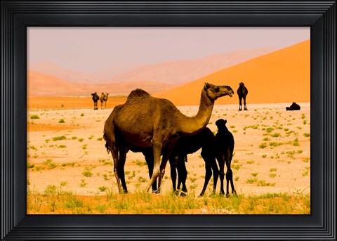 Framed Oman, Rub Al Khali desert, camels, mother and calves Print