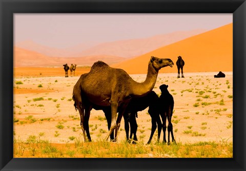 Framed Oman, Rub Al Khali desert, camels, mother and calves Print