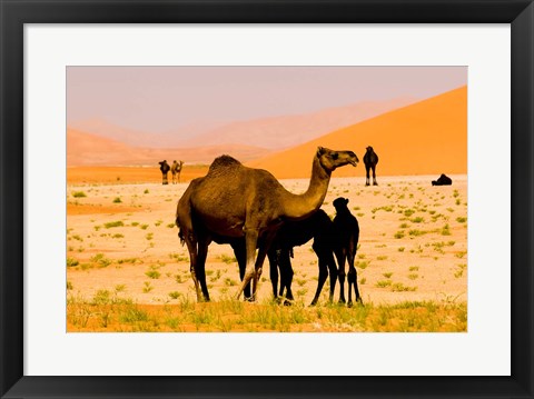 Framed Oman, Rub Al Khali desert, camels, mother and calves Print