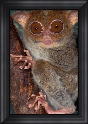 Framed Asia, Philippines, Tarsier Print