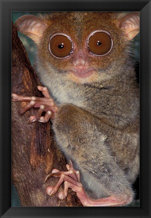 Framed Asia, Philippines, Tarsier Print