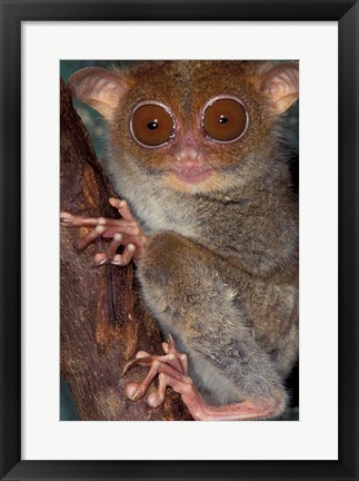 Framed Asia, Philippines, Tarsier Print