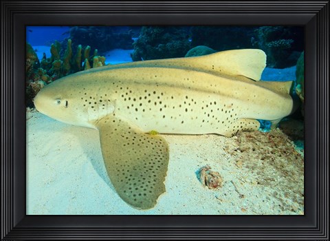 Framed South Huvadhoo Atoll, Southern Maldives, Indian Ocean Print