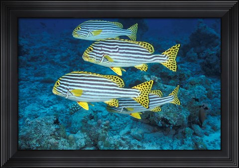 Framed Maldives, Oriental sweetlips Print