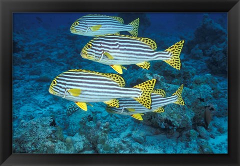 Framed Maldives, Oriental sweetlips Print