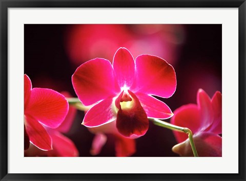 Framed Malaysia, Orchid Print