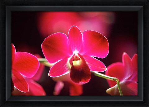 Framed Malaysia, Orchid Print