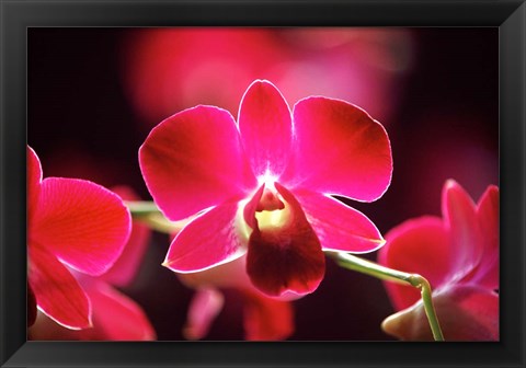 Framed Malaysia, Orchid Print