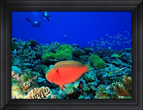 Framed Sheephead Parrotfish, North Huvadhoo Atoll, Southern Maldives, Indian Ocean Print