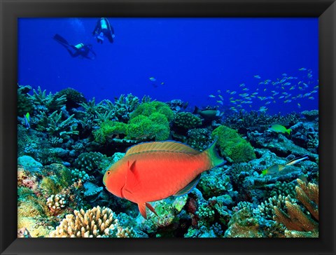 Framed Sheephead Parrotfish, North Huvadhoo Atoll, Southern Maldives, Indian Ocean Print