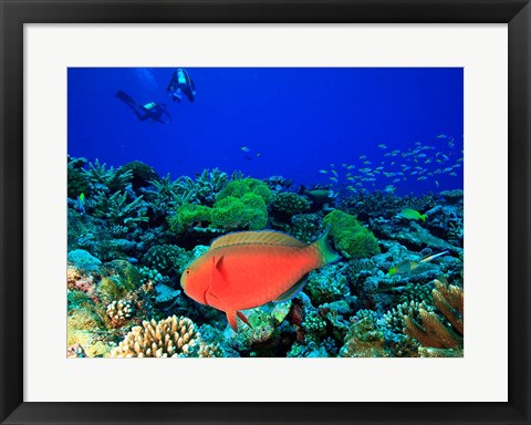 Framed Sheephead Parrotfish, North Huvadhoo Atoll, Southern Maldives, Indian Ocean Print
