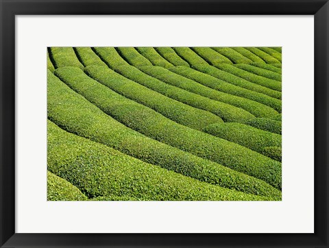 Framed Tea Field in Rize, Black Sea region of Turkey Print