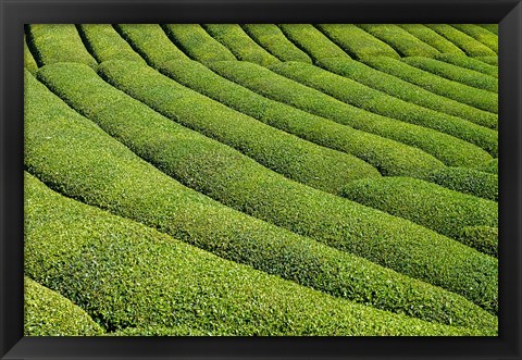 Framed Tea Field in Rize, Black Sea region of Turkey Print