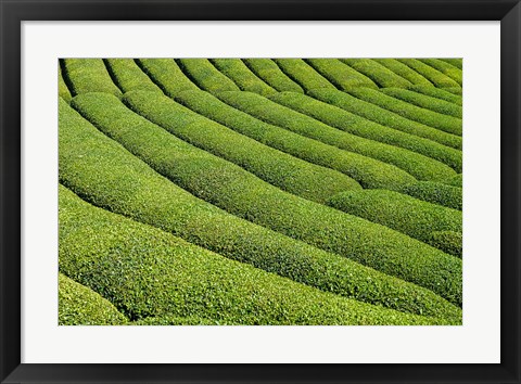 Framed Tea Field in Rize, Black Sea region of Turkey Print