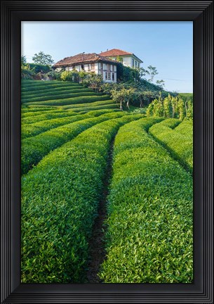 Framed Tea Field in Rize, Black Sea Region of Turkey Print