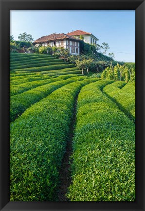 Framed Tea Field in Rize, Black Sea Region of Turkey Print