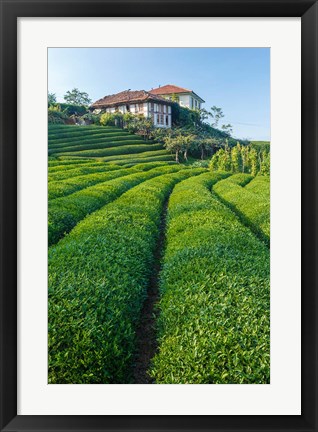 Framed Tea Field in Rize, Black Sea Region of Turkey Print