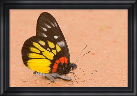 Framed Thailand, Tung Saleng Luang NP, Jezebel, salt minerals Print