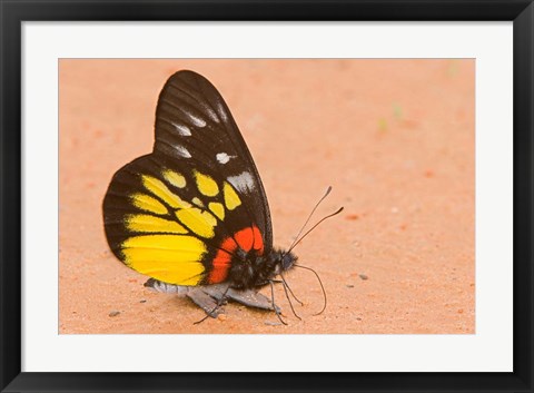 Framed Thailand, Tung Saleng Luang NP, Jezebel, salt minerals Print