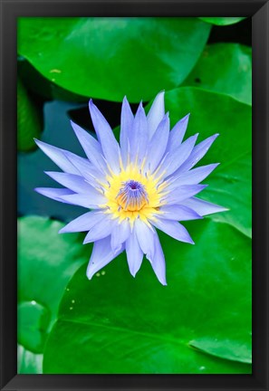 Framed Lily Flower at Wat Chalong temple Phuket, Thailand Print