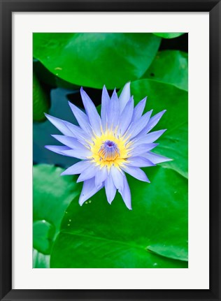Framed Lily Flower at Wat Chalong temple Phuket, Thailand Print