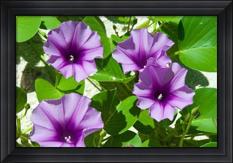 Framed Thailand, Ko Miang Island, Similan Island flowers Print