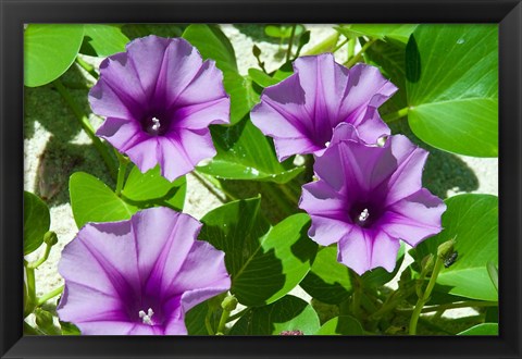 Framed Thailand, Ko Miang Island, Similan Island flowers Print